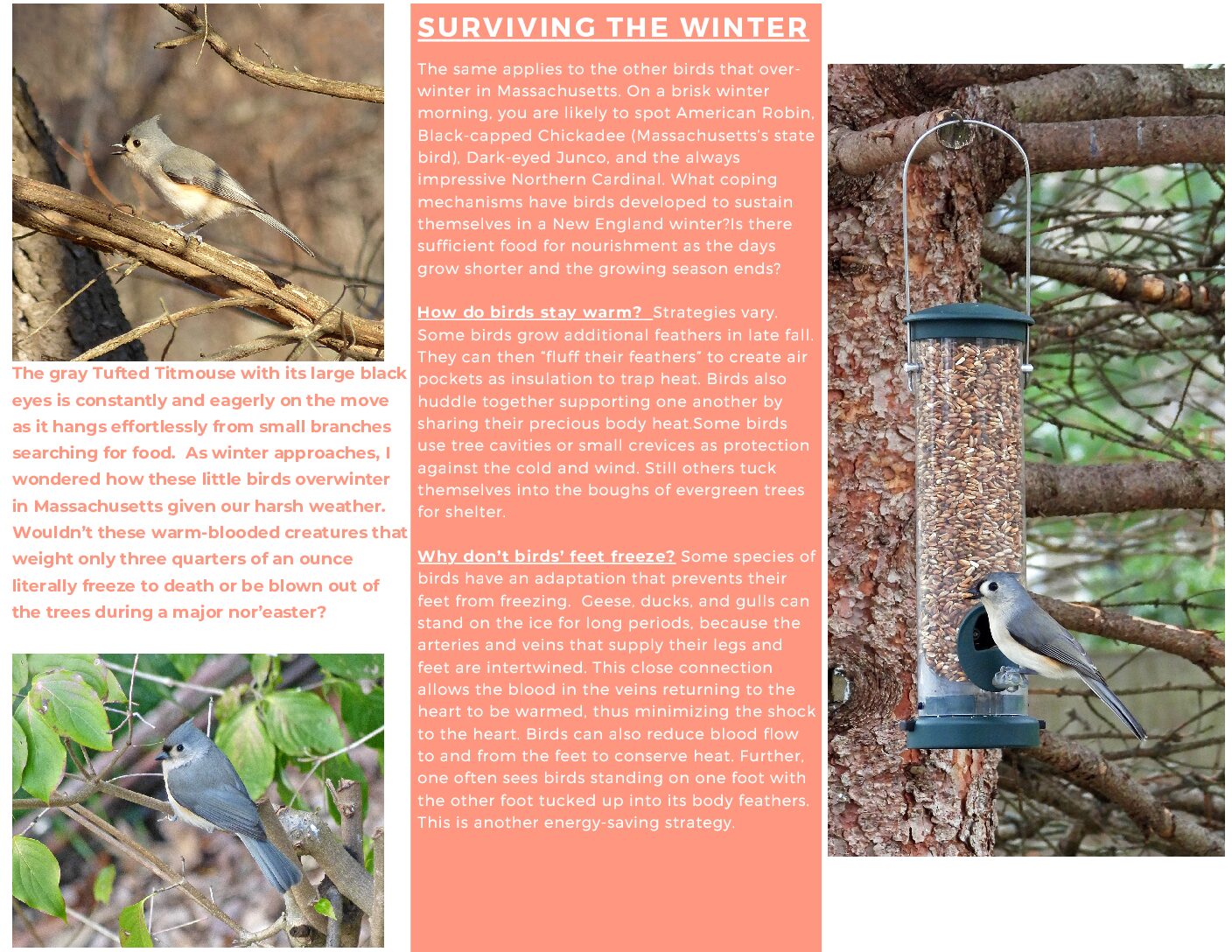 Surviving The Winter Tufted Titmouse