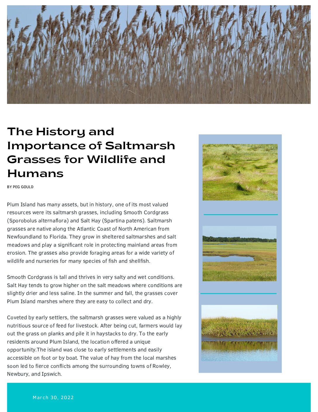 The History and Importance of Saltmarsh Grasses for Wildlife and Humans