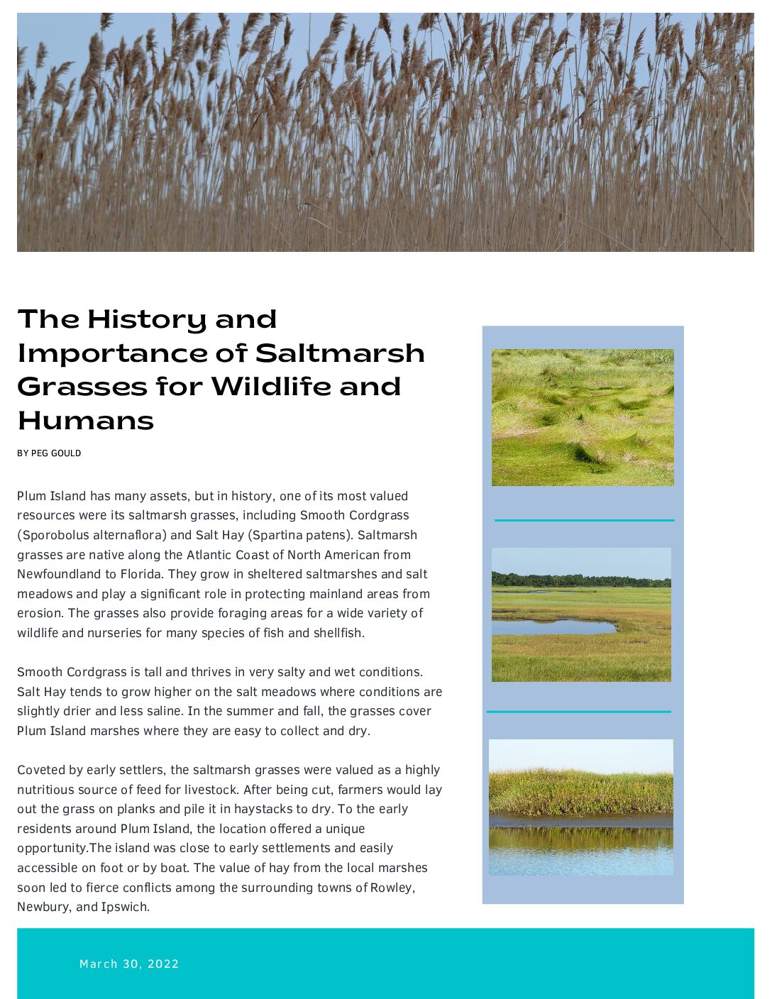 The-History-and-Importance-of-Saltmarsh-Grasses-for-Wildlife-and-Humans