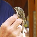 FRIENDS-BANDING 2024-BROWN CREEPER-A