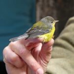 FRIENDS-BANDING 2024-MAGNOLIA WARBLER-A