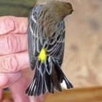 FRIENDS-BANDING 2024-YELLOW-RUMPED WARBLER-A