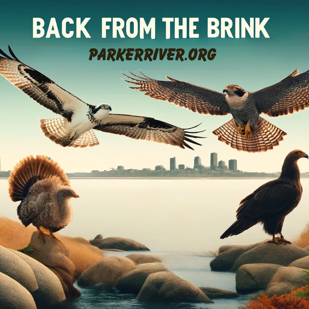 DALL·E 2024-04-14 12.36.16 - Create an engaging and professional promotional image for a wildlife conservation lecture titled 'Back from the Brink_ Four Massachusetts Avian Succes