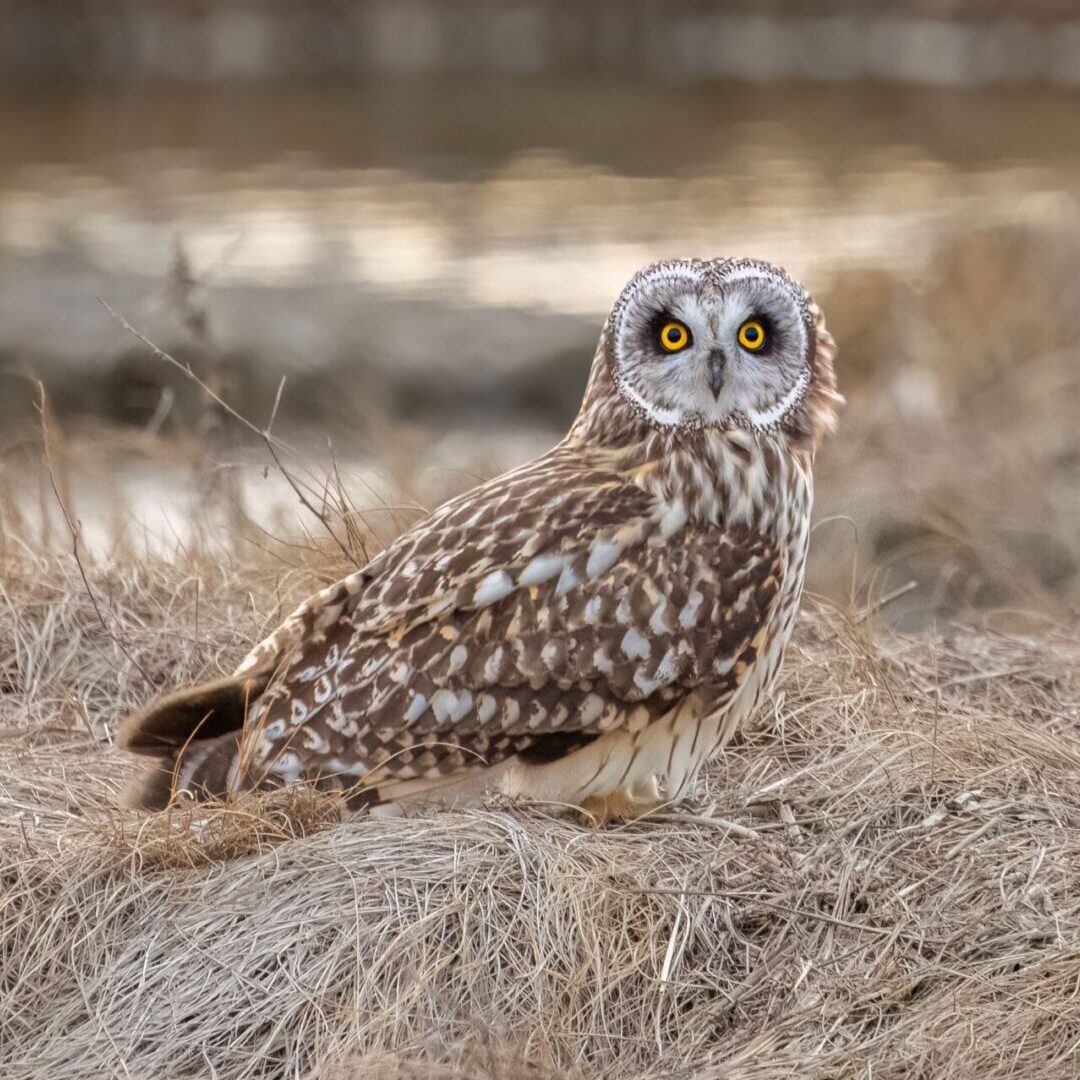 Short Eared Owl at Parker River National Wildlife Refuge - Photo by Dan Oh